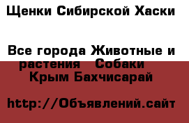 Щенки Сибирской Хаски - Все города Животные и растения » Собаки   . Крым,Бахчисарай